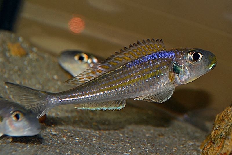 Xenotilapia sp. 'bathyphilus yellow' Isanga Bay
